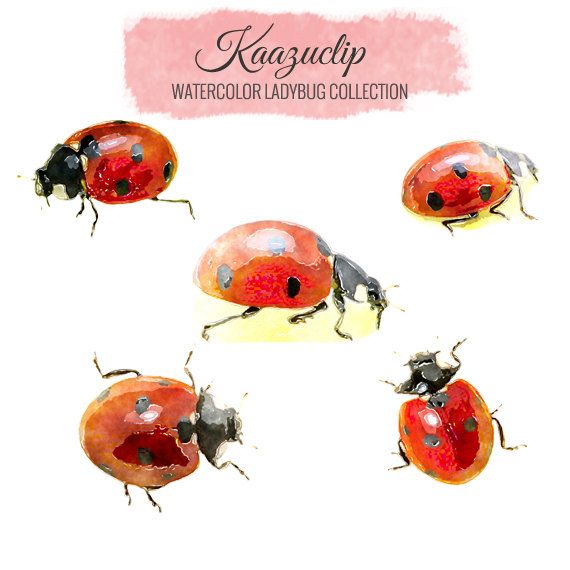 570x570 Watercolor Ladybug Set 5 Pieces - Watercolor Ladybug Tattoo
