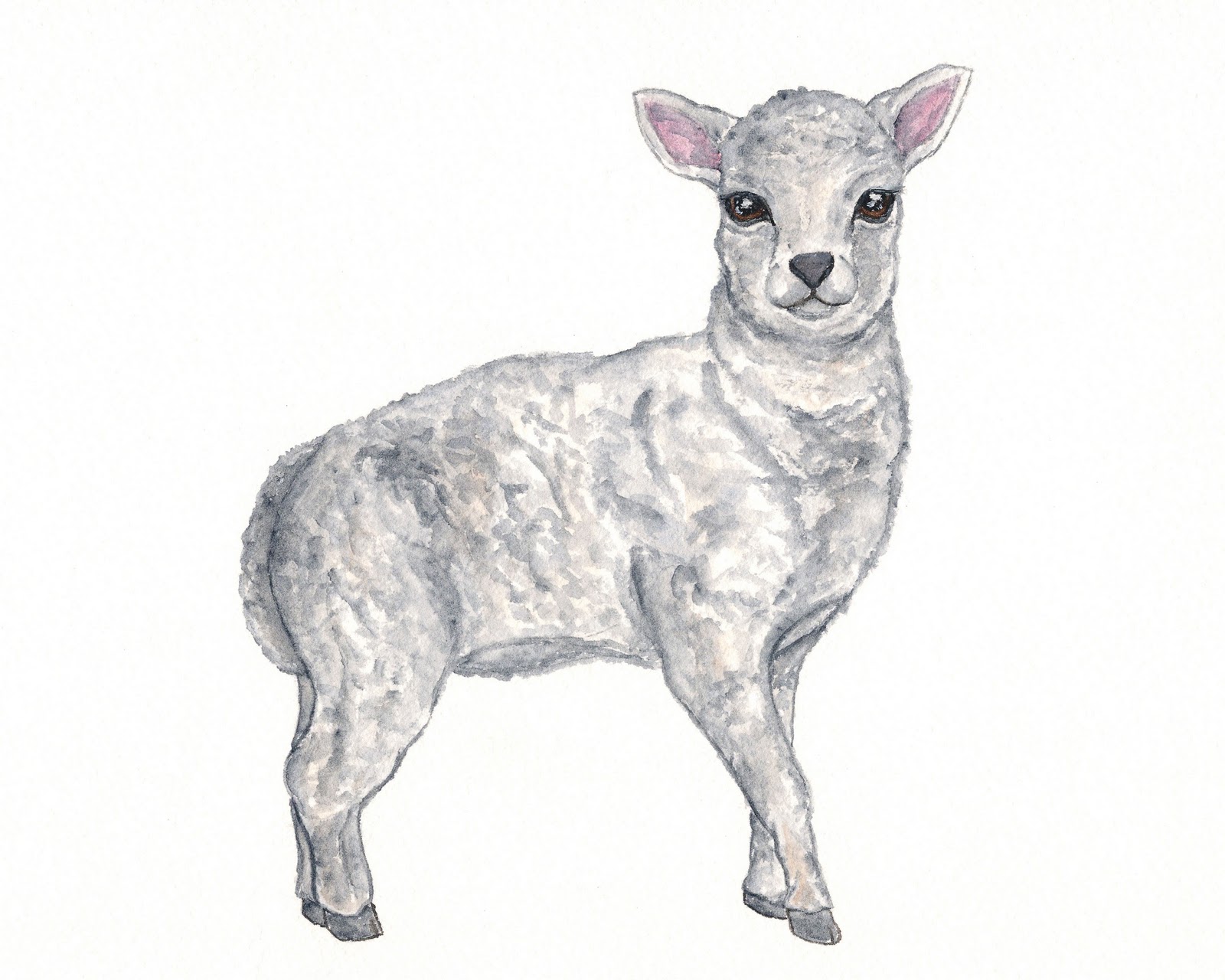 1600x1280 Thimble Sparrow Watercolor Lamb Painting - Watercolor Lamb