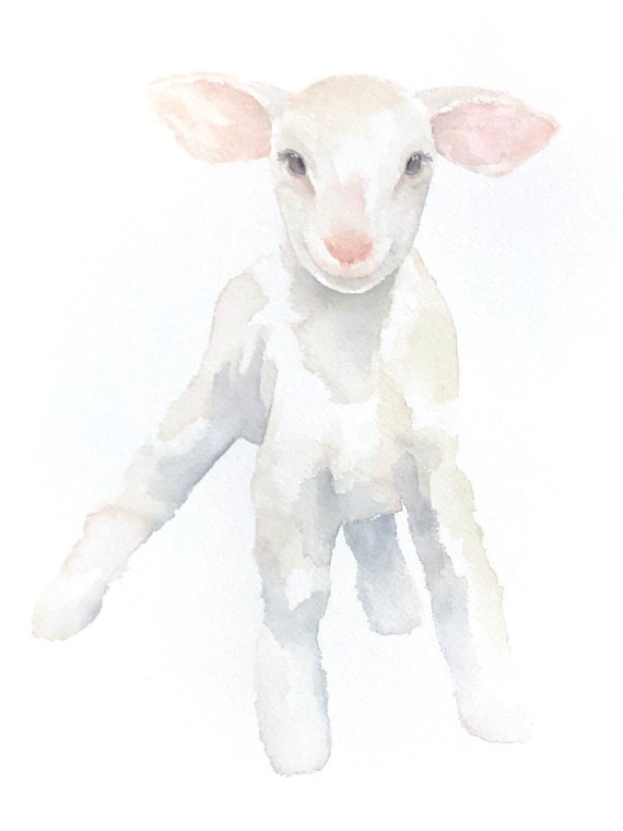 Watercolor Lamb at PaintingValley.com | Explore collection of ...