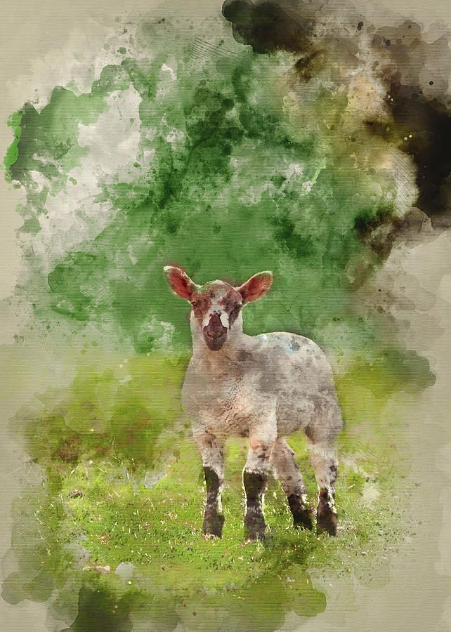 642x900 Watercolour Painting Of Spring Lamb In Spring Rural Farm Landsca - Watercolor Lamb