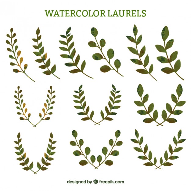 626x626 Watercolor Laurel Sprigs Vector Free Download - Watercolor Laurel