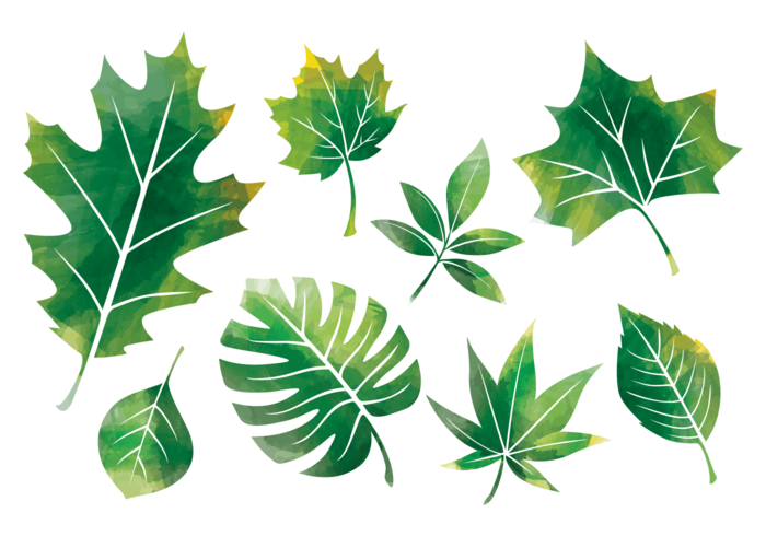 700x490 Leaves In Watercolor Hojas In Watercolor - Watercolor Leaf Art