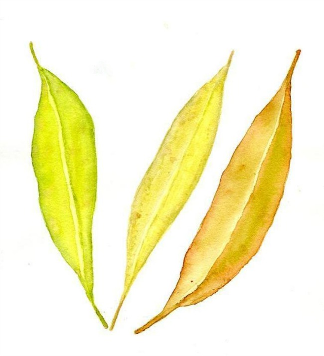 650x714 Fall Painting Ideas 6 Subjects For Autumn Watercolor - Watercolor Leaf Painting