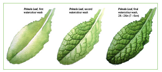 531x237 How To Paint Leaves In Watercolour - Watercolor Leaf Painting