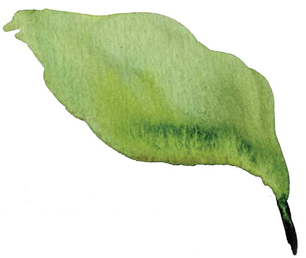 600x506 How To Paint A Watercolor Floral Still Life Step By Step Artist - Watercolor Leaf Painting
