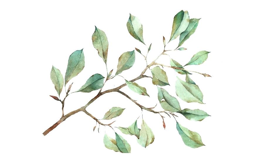 900x540 Leaf Watercolor Flowers Painting Green Leaves Png Charming Awesome - Watercolor Leaf Painting