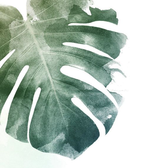 570x570 Monstera Leaf Print A4 Watercolour Leaf Print By Georgiestclair - Watercolor Leaf Prints