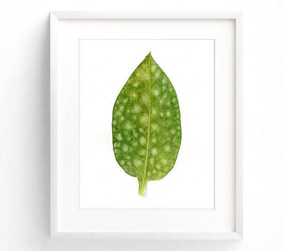 570x501 Watercolor Leaf Print, Botanical Illustration, Modern Minimalist - Watercolor Leaf Prints