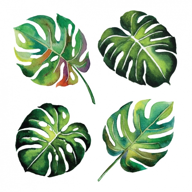626x626 Watercolor Leaves Design Vector Free Download - Watercolor Leaves