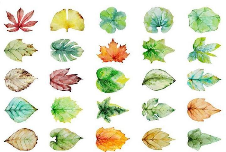 721x486 Natural Watercolor Leaves Postcard Set, 30 Units The White Pad - Watercolor Leaves