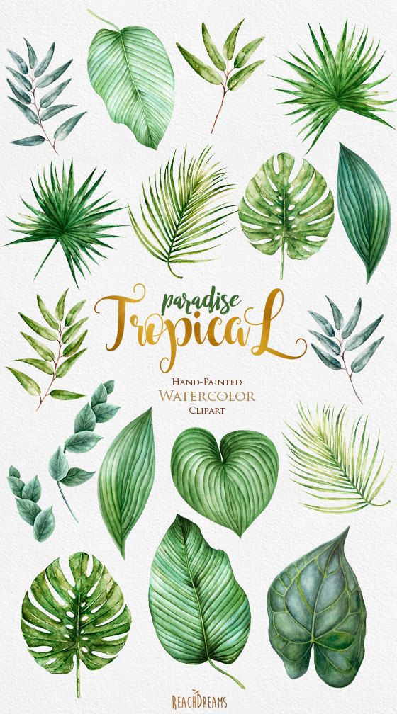 560x1008 Leaves Clipart Watercolor - Watercolor Leaves Clipart
