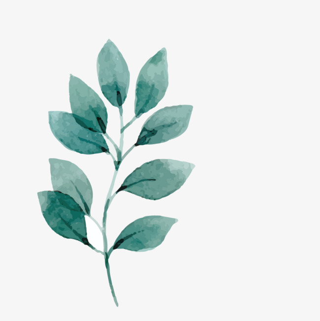 650x651 Vector Watercolor Branches And Leaves, Watercolor Vector - Watercolor Leaves Vector