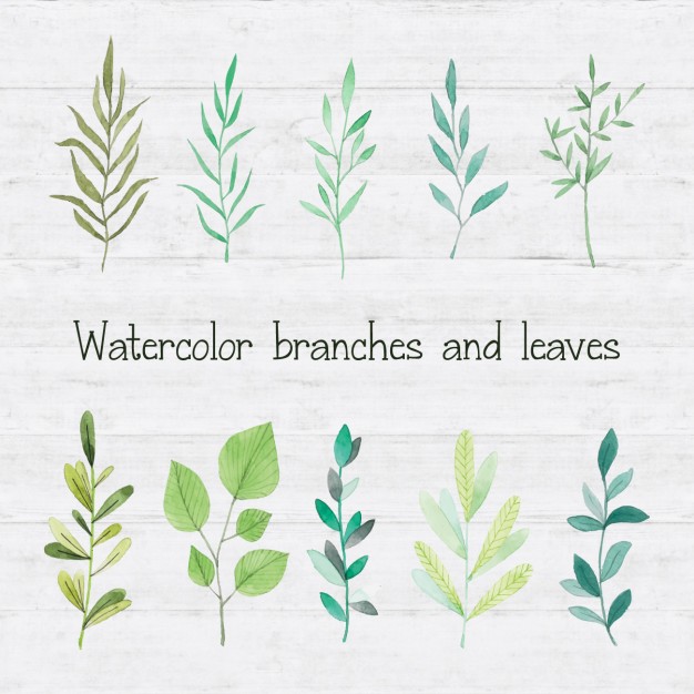 626x626 Watercolor Branches And Leaves Vector Free Download - Watercolor Leaves Vector