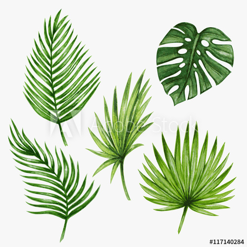 500x500 Watercolor Tropical Palm Leaves. Vector Illustration. - Watercolor Leaves Vector