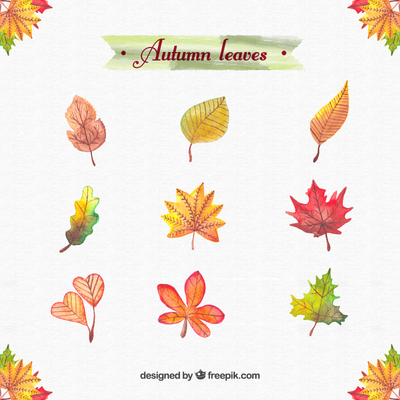 800x800 Free Watercolor Leaves And Flowers On Behance - Watercolor Leaves Vector