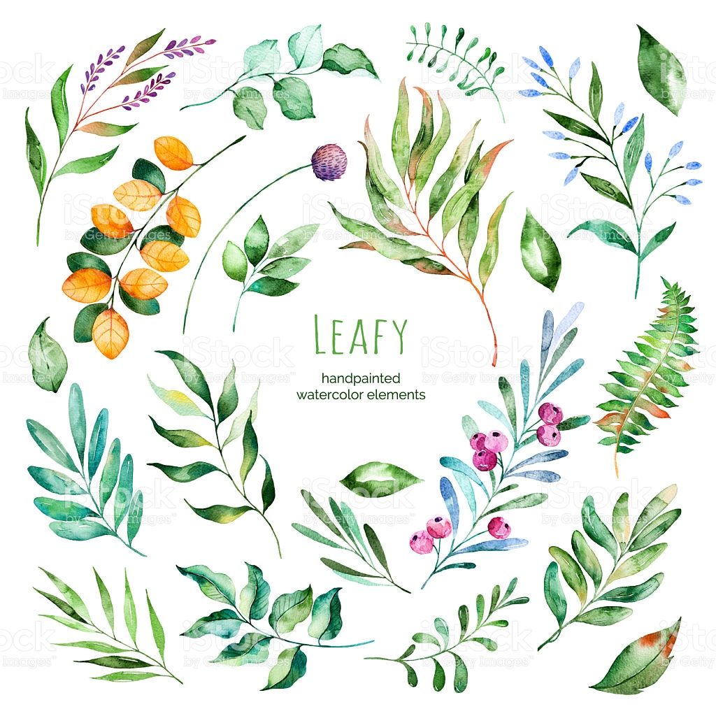 1024x1024 Leafy Collection.22 Handpainted Watercolor Floral Elements - Watercolor Leaves Vector