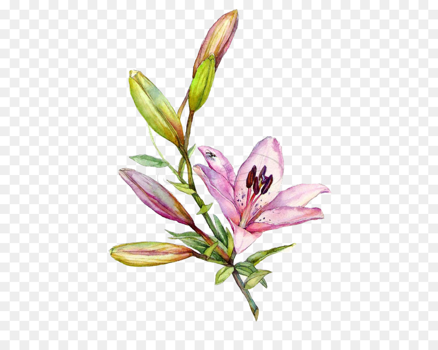 900x720 Lilium Watercolor Painting Drawing Illustration - Watercolor Lily