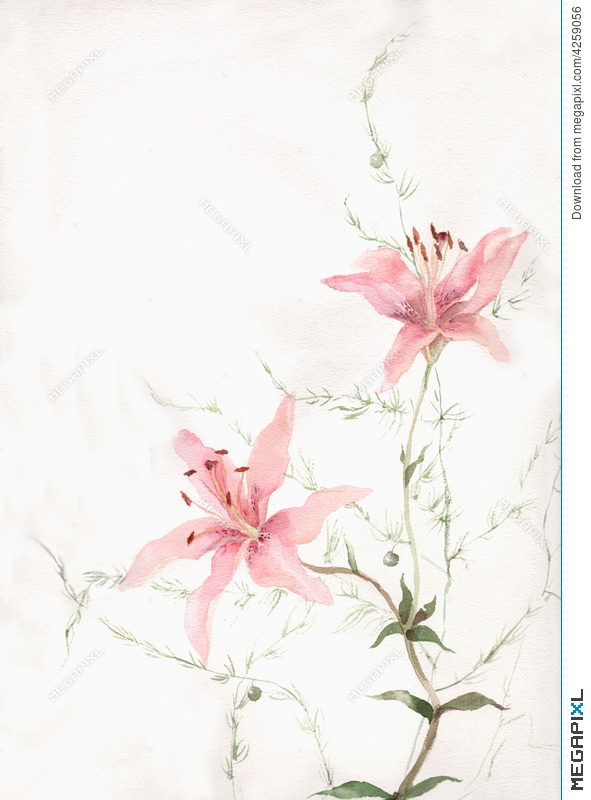 591x800 Pink Lily Flowers Watercolor Painting Illustration 4259056 - Watercolor Lily