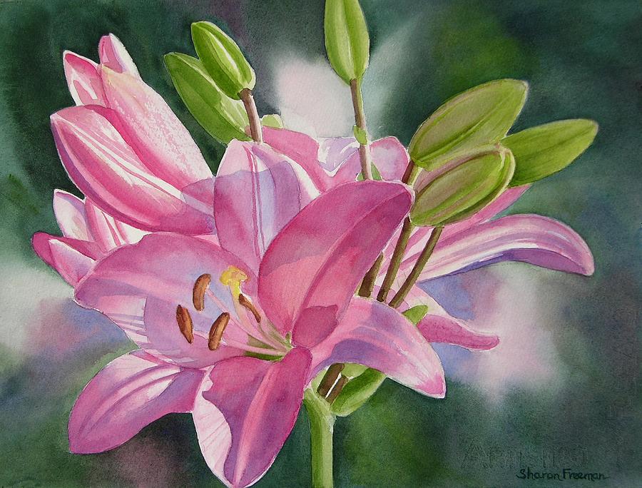 900x684 Pink Lily With Buds Painting By Sharon Freeman - Watercolor Lily