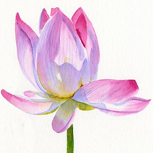 300x300 Pink Lotus Square Design Painting By Sharon Freeman - Watercolor Lily