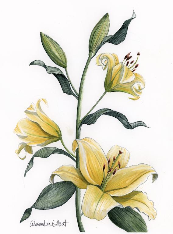 568x768 Yellow Stargazer Lily Watercolor Fine Art Print Of A - Watercolor Lily