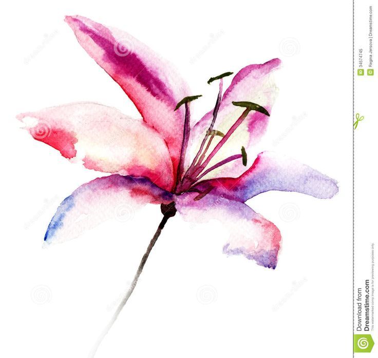 736x698 Abstract Watercolour Lily - Watercolor Lily