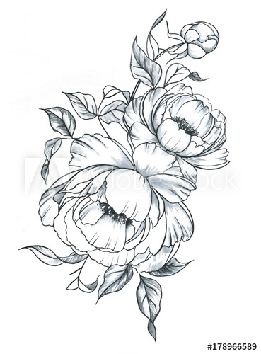 369x500 Hand Drawn Line Art Ink And Watercolor Peonies In Graphic Style - Watercolor Line Art