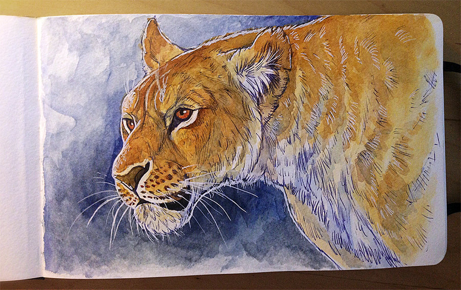 900x566 Watercolor Painting - Watercolor Lioness