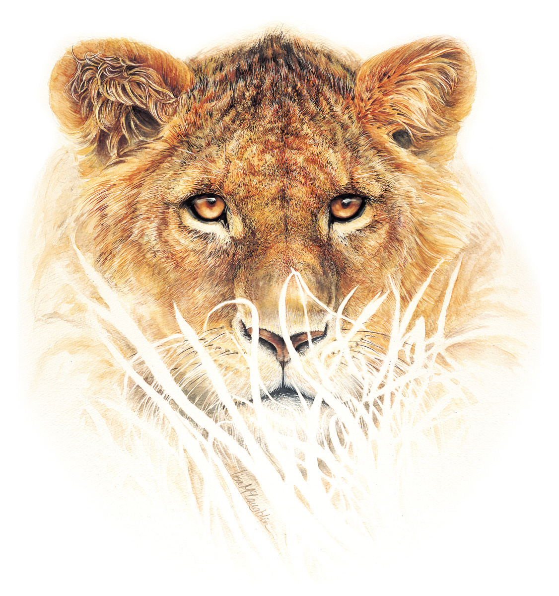 1126x1200 Wildlife Watercolor Paintings Lioness By Lisa Mclaughlin - Watercolor Lioness