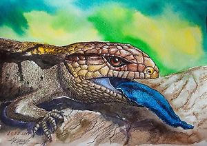 300x212 Eastern Blue Tongued Lizard Original Reptile Watercolor Painting - Watercolor Lizard