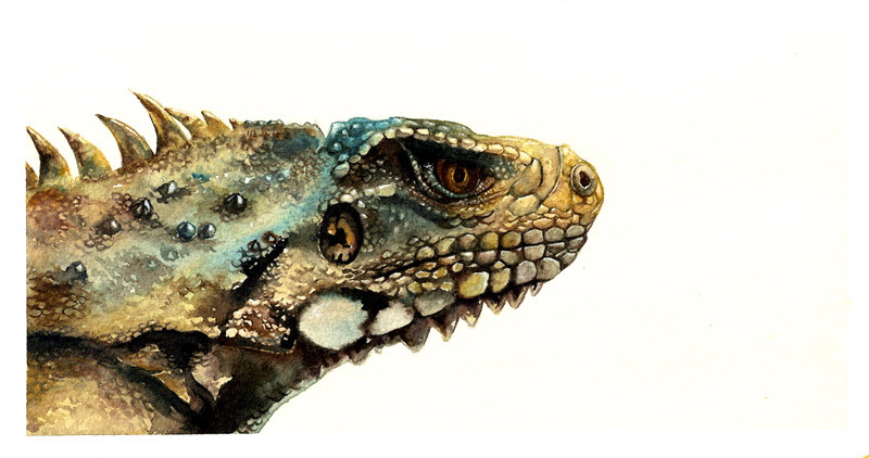 800x422 Lizard Watercolor Sabrina Eras - Watercolor Lizard