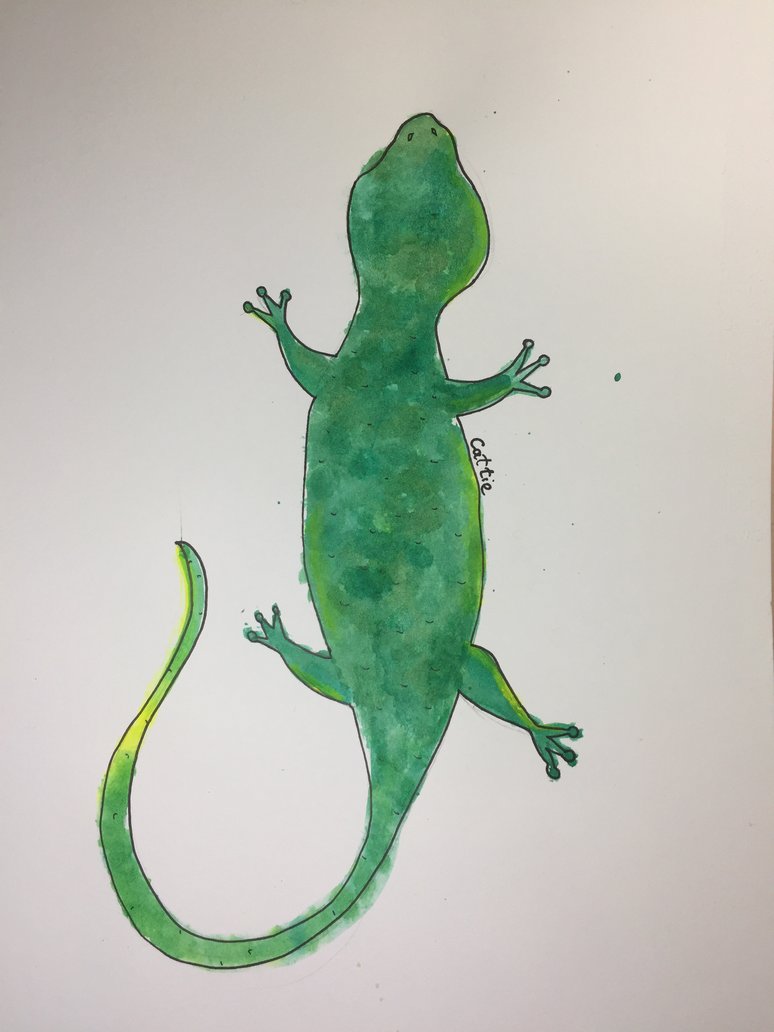 774x1032 Watercolor Lizard By Cattiediy - Watercolor Lizard
