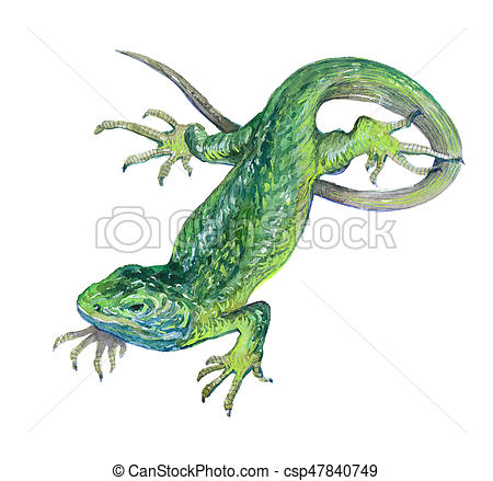 450x439 Watercolor Single Lizard Animal Isolated On A White Background - Watercolor Lizard