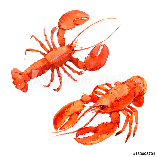 500x500 Lobsters Isolated On White Background, Watercolor Illustration - Watercolor Lobster