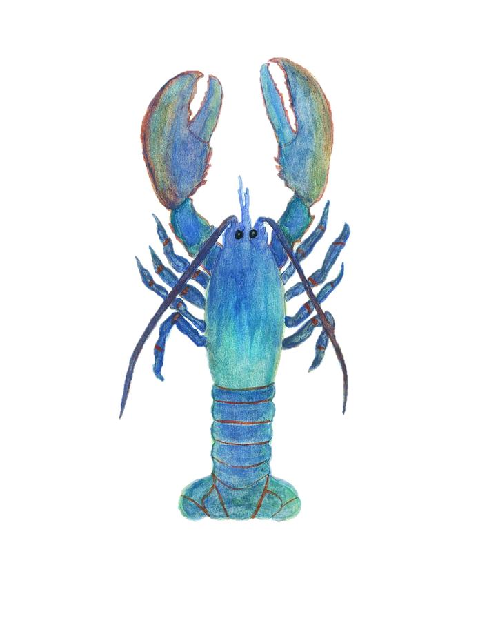 693x900 Original Lobster Watercolor Painting 3 Painting By Christian Galligher - Watercolor Lobster