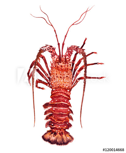 411x500 Cooking Lobster Watercolor On The White Bachground - Watercolor Lobster