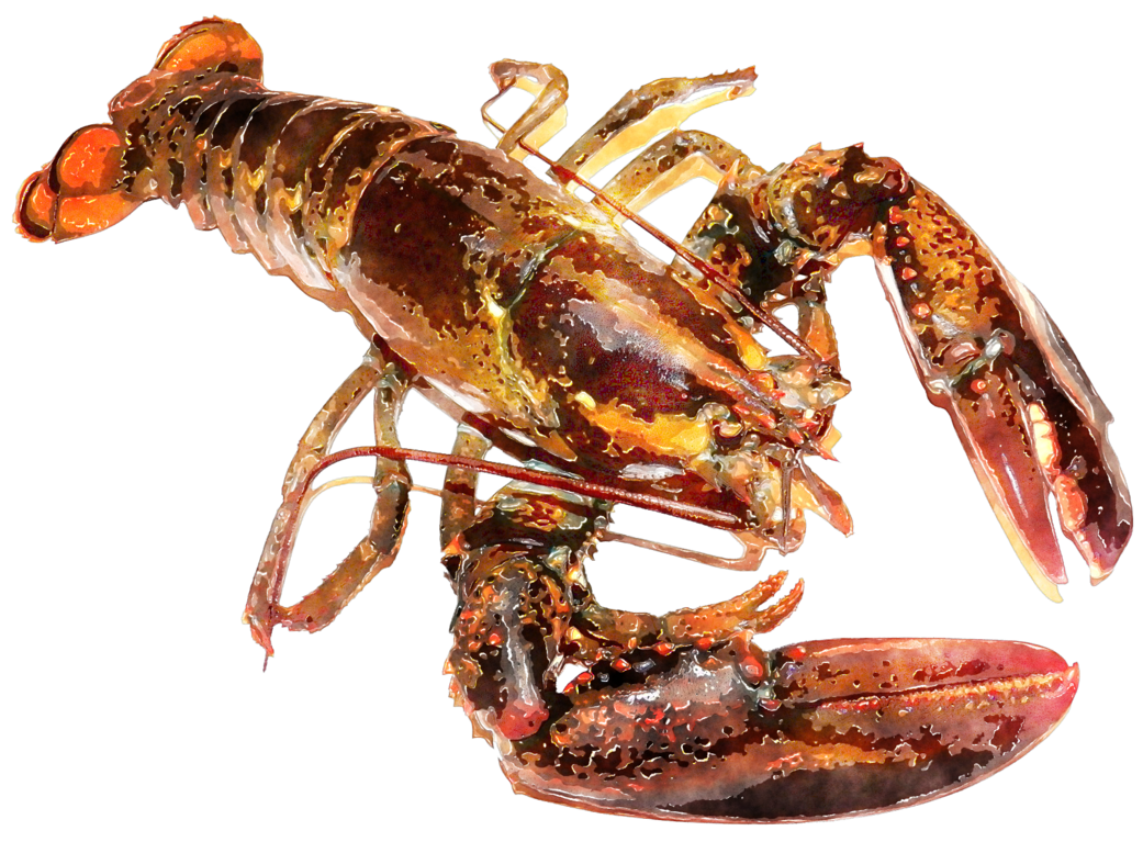 1041x767 Watercolor Lobster By Lavandalu - Watercolor Lobster