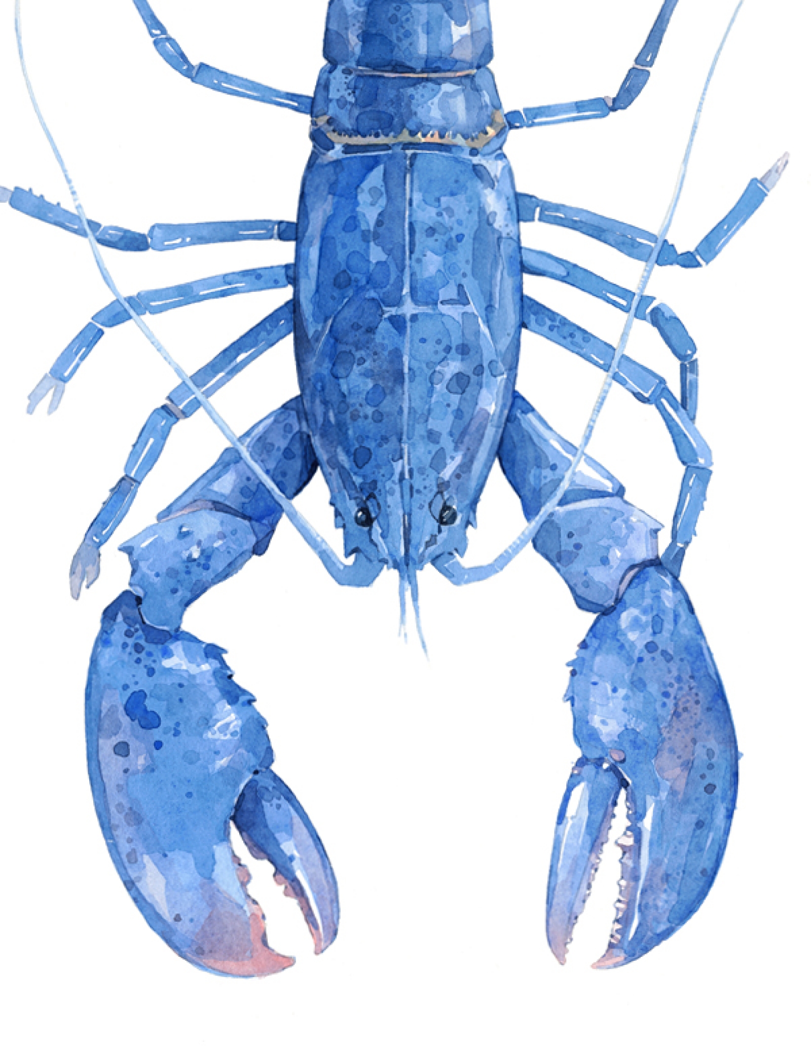 1600x2064 Blue Lobster Watercolor Art Print David Scheirer Watercolors - Watercolor Lobster