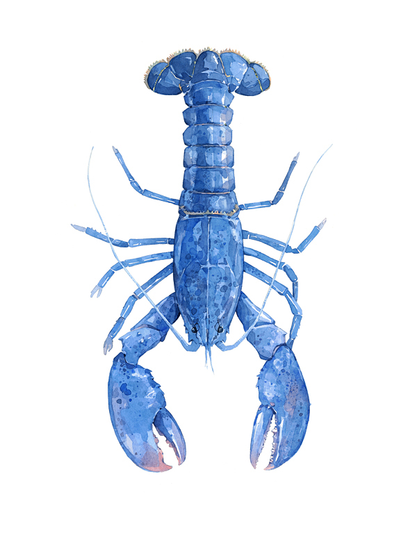 600x774 Blue Lobster Watercolor Painting David Scheirer Watercolors - Watercolor Lobster