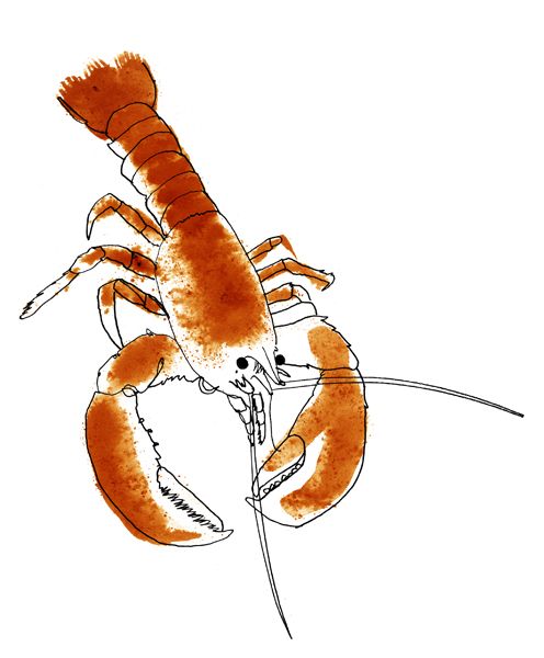 496x600 French Watercolor Lobster Lobsterzzz Watercolor - Watercolor Lobster