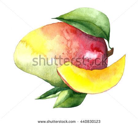 450x406 Hand Draw Watercolor. Mango Fruit On White Background - Watercolor Mango