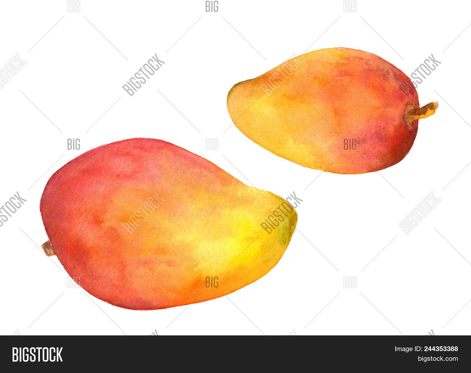 1500x1190 Mango Fruit Watercolour Hand Painted Picture Food Image - Watercolor Mango