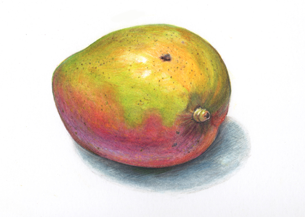 619x440 Mango - Watercolor Mango