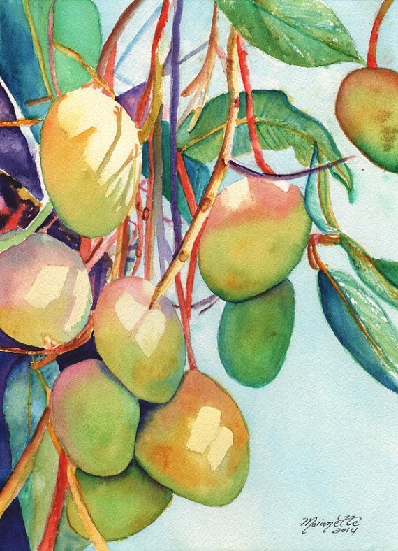 570x788 Mangoes Watercolor Painting Original From Kauai Hawaii Tropical - Watercolor Mango