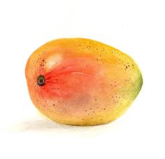 236x227 Artist Schutt, Ellen Isham, 1873 1955 Scientific Name Mangifera - Watercolor Mango