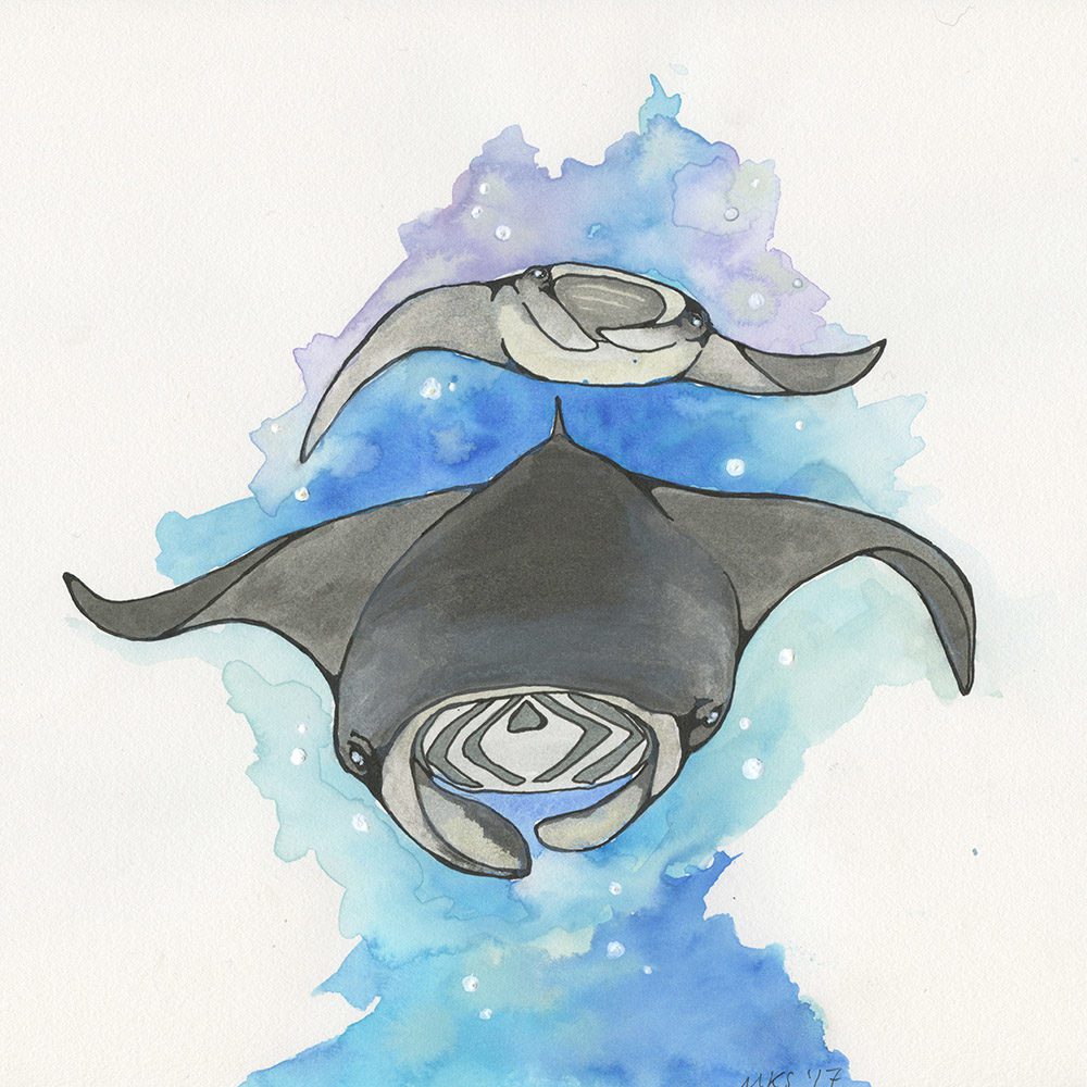 1000x1000 Manta Ray Art Print - Watercolor Manta Ray