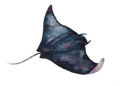 500x359 Manta Ray Uploaded By Deltoid On We Heart It - Watercolor Manta Ray