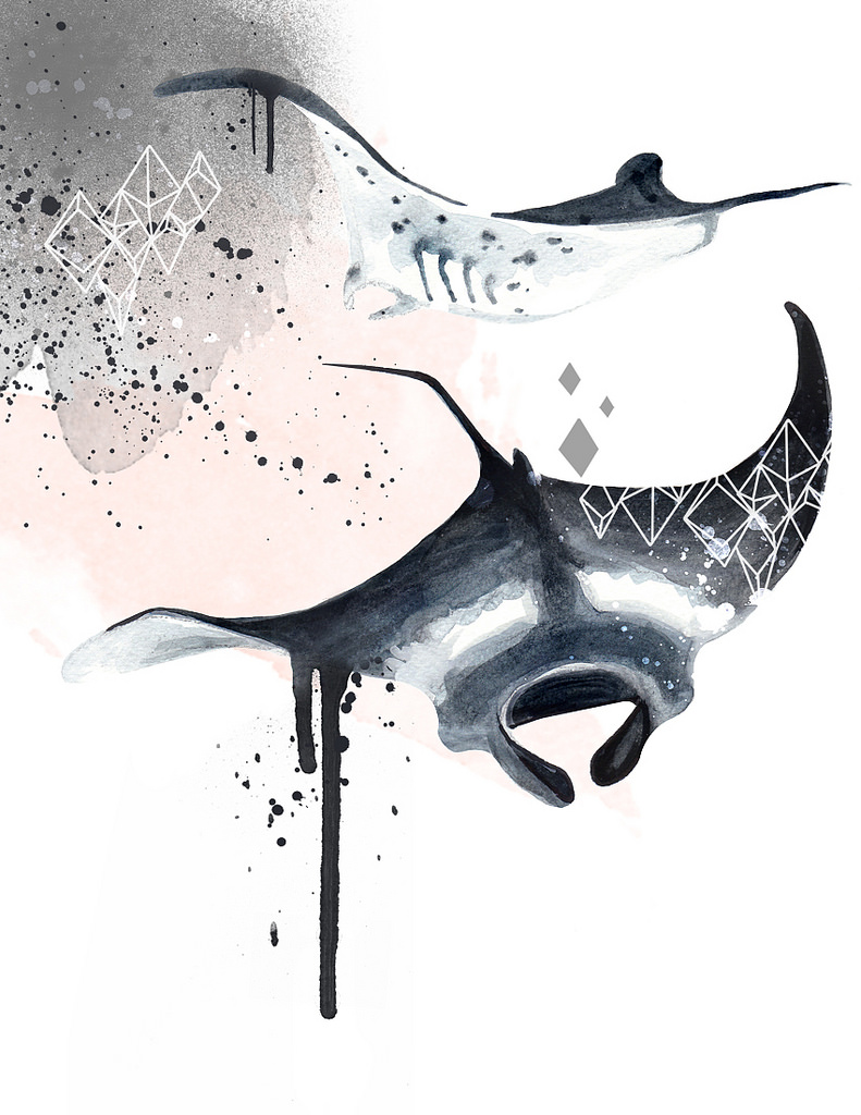 791x1024 Manta Ray Watercolour Available - Watercolor Manta Ray