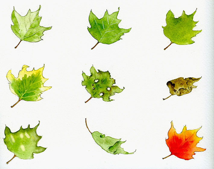 710x562 Learn How To Paint Leaves 9 Different Ways - Watercolor Maple Leaves