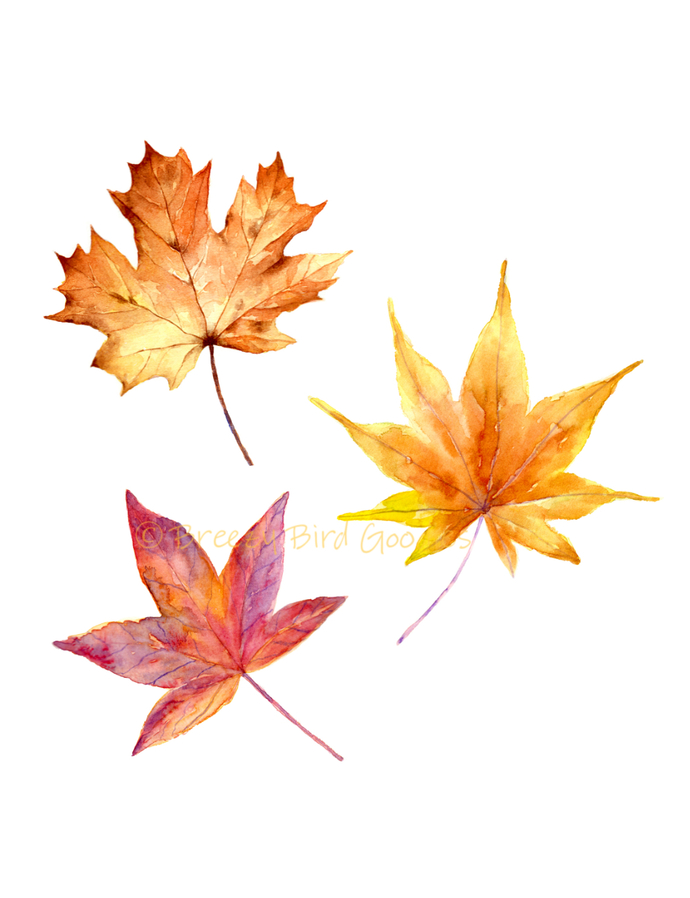 690x898 Maple Leaves Print, Autumn Leaves Breezy Bird Goodies - Watercolor Maple Leaves